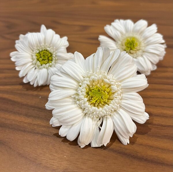 Stabilizované kvety Gerbera - bielozelený Kus: 1