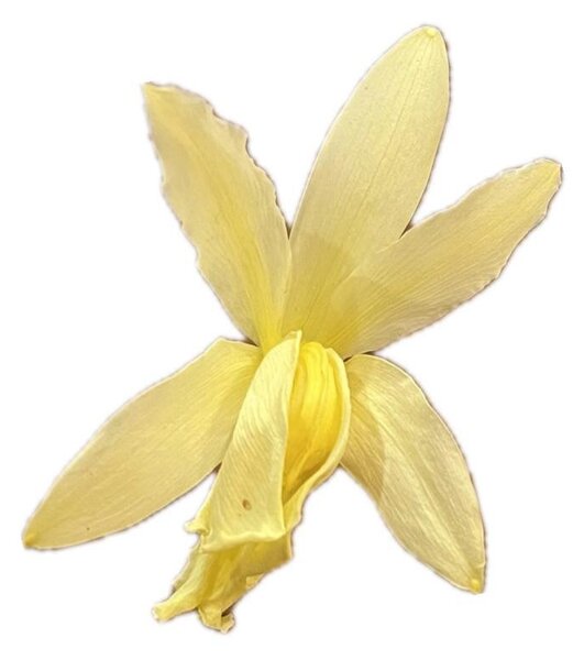 Stabilizované kvety Orchidea Cattleya - žlté Kus: 1