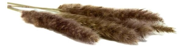 Sušené kvety Pampas - natural fialová Kus: 1