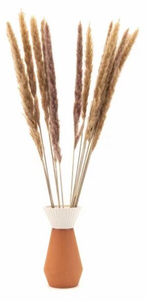 Sušené kvety Pampas - natural