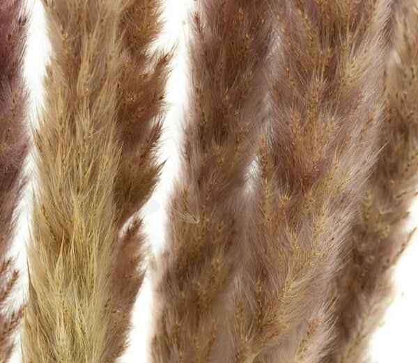 Sušené kvety Pampas - natural fialová Kus: 1