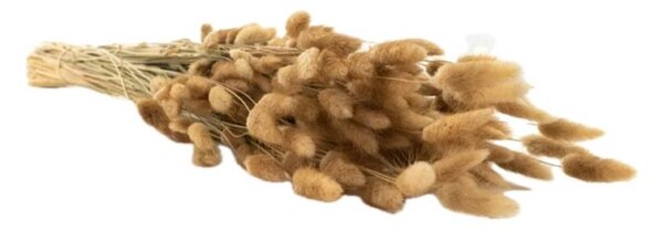 Sušené kvety Lagurus – natural
