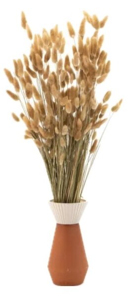Sušené kvety Lagurus – natural