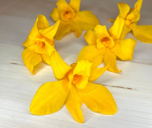 Stabilizované kvety Orchidea Dendrobium - žlté