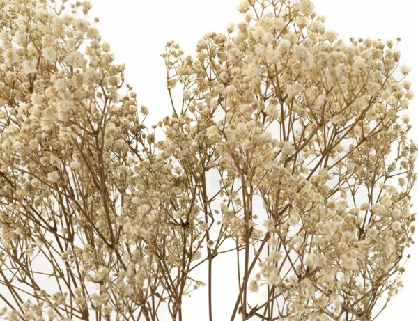 Stabilizované kvety Gypsophila - prírodná