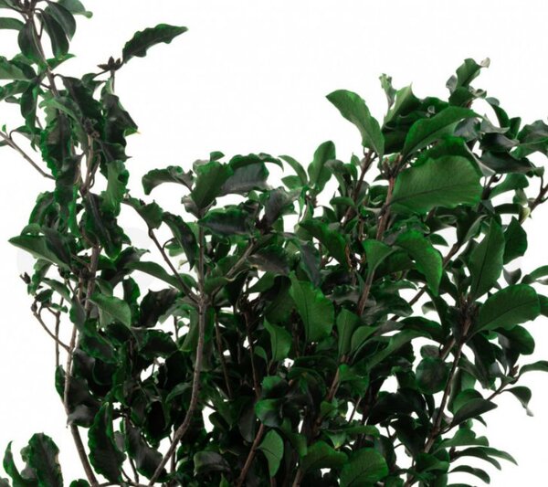 Stabilizované rastliny - Pittosporum zelený