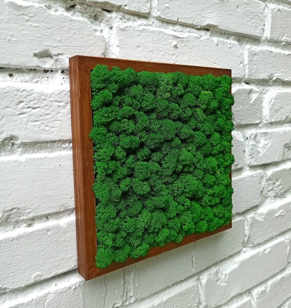Machový obraz - LIŠ Druh rámu: 50x30cm