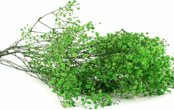 Stabilizované kvety Gypsophila - zelená