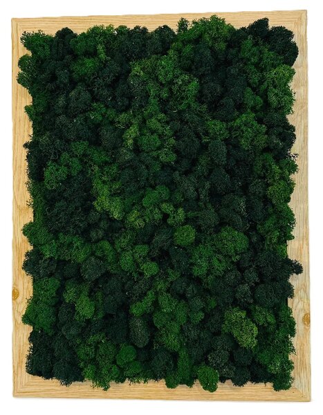 Machový obraz - LIŠ Druh rámu: 50x30cm