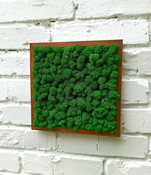 Machový obraz - LIŠ Druh rámu: 50x30cm