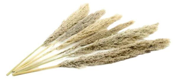 Sušená pampová tráva - natural Kus: 1