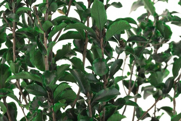 Stabilizované rastliny - Pittosporum zelený