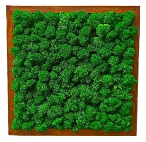 Machový obraz - LIŠ Druh rámu: 50x30cm