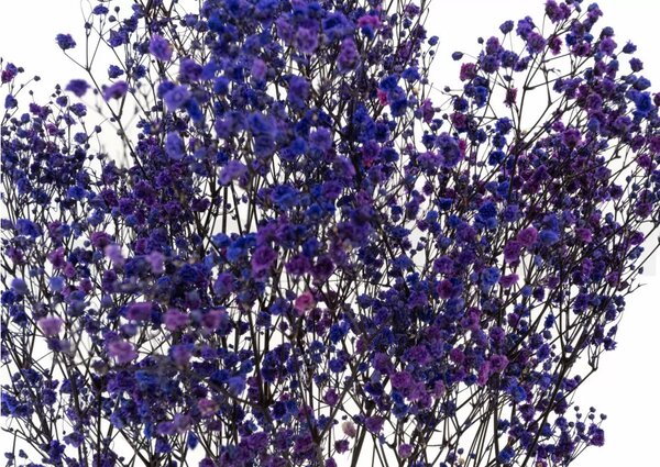 Stabilizované kvety Gypsophila - purple