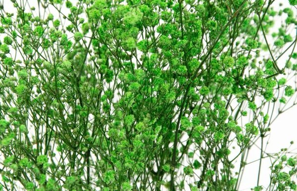 Stabilizované kvety Gypsophila - zelená
