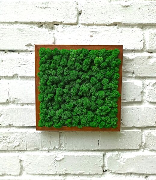 Machový obraz - LIŠ Druh rámu: 50x30cm