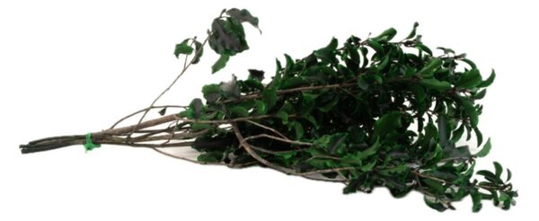 Stabilizované rastliny - Pittosporum zelený