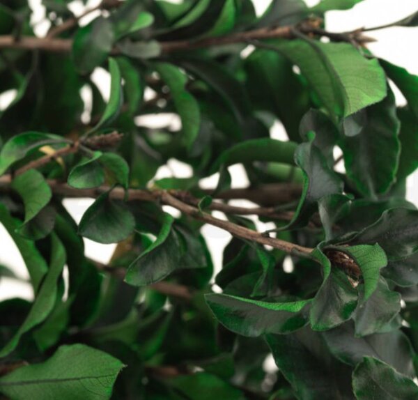 Stabilizované rastliny - Pittosporum zelený