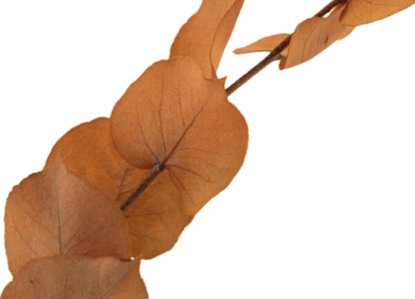 Stabilizovaný eukalyptus Stuartiana - oranžový