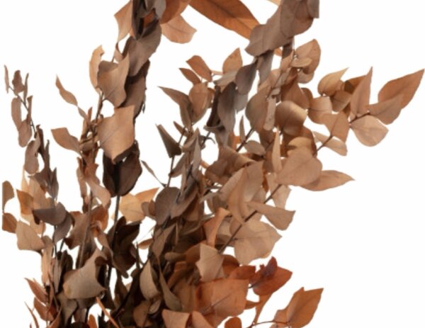 Stabilizovaný eukalyptus Stuartiana - oranžový