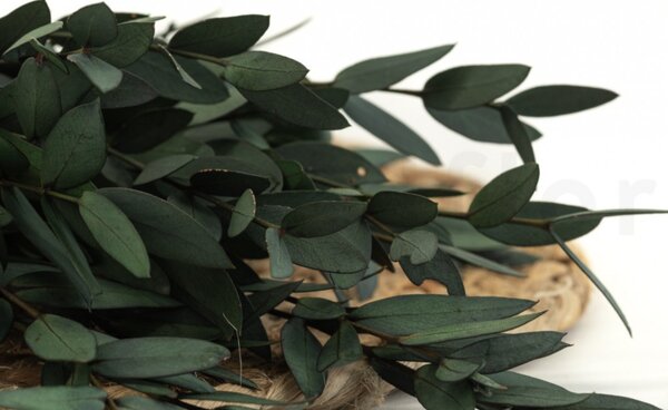 Stabilizovaný eukalyptus Parvifolia - zelený