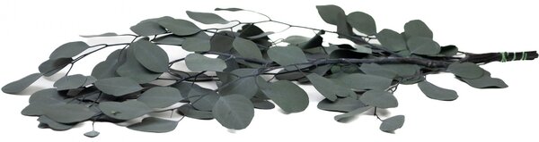 Stabilizovaný Eucalyptus Populus - zelený