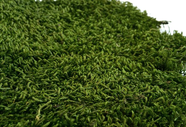 Stabilizovaný plochý mach LONG - zelený Váha: 500g