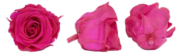 Stabilizovaná ruža – hlava XL barbie ružová
