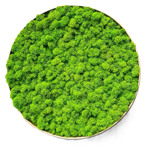 Machový obraz - Kruh - Lišš Veľkosť rámu: 40cm