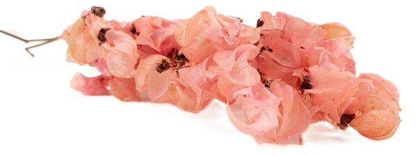 Sušené kvety Bougainvillea Branch - ružová