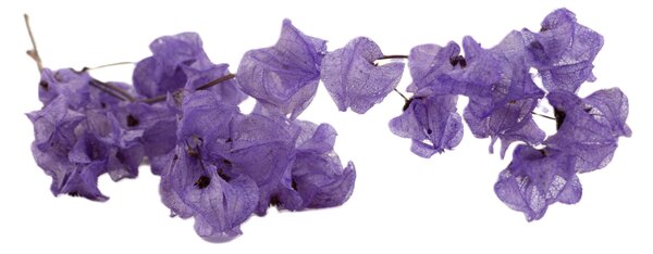 Sušené kvety Bougainvillea Branch - fialová