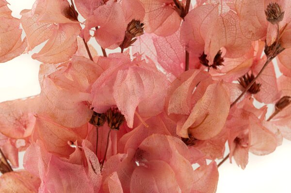 Sušené kvety Bougainvillea Branch - ružová