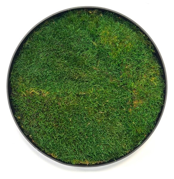 Machový obraz - Kruh s plochý machom Veľkosť rámu: 40cm