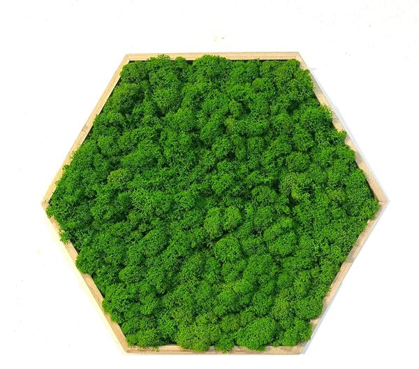 Machový obraz - Hexagon Veľkosť rámu: 21cm ( v najširšom bode )