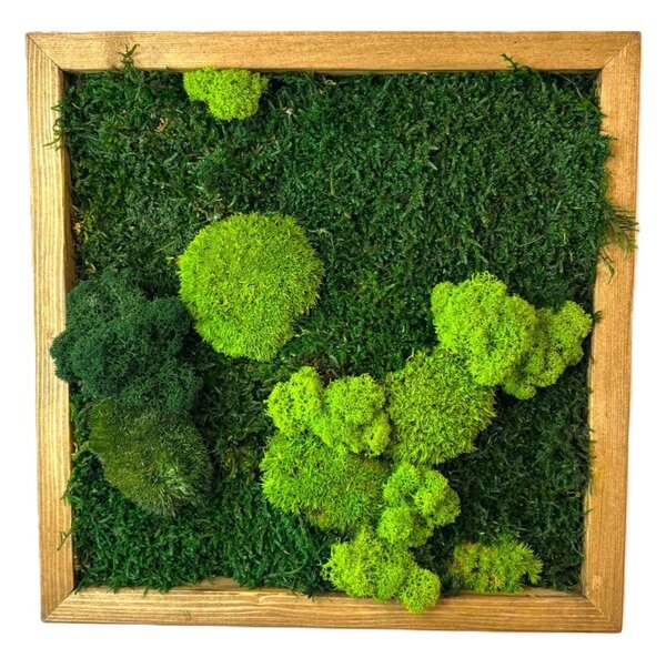 Machový obraz štvorec so stabilizovaným machom Druh rámu: 50x50cm