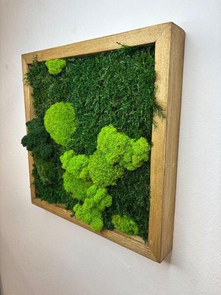 Machový obraz štvorec so stabilizovaným machom Druh rámu: 50x50cm