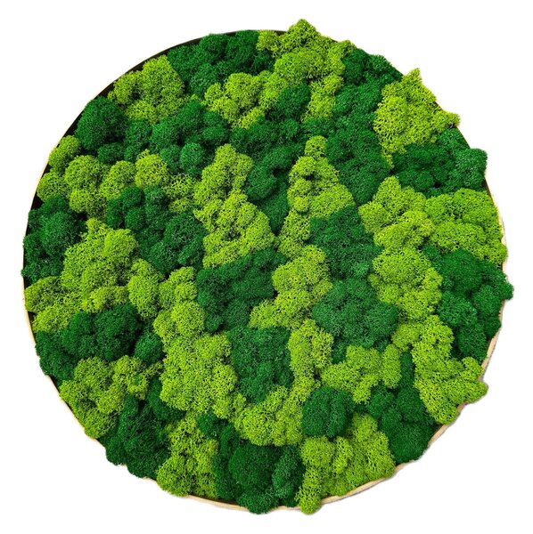 Machový obraz - Kruh lišajník mix Veľkosť rámu: 40cm