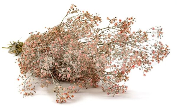Stabilizované kvety Gypsophila - staroružová