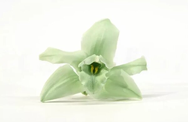 Stabilizované kvety Orchidea Cymbidium - zelená