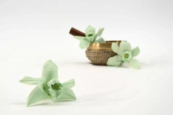 Stabilizované kvety Orchidea Cymbidium - zelená
