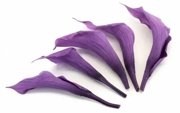 Stabilizované kvety Calla Lily - fialová