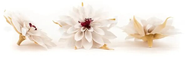 Stabilizované kvety Dahlia - biele