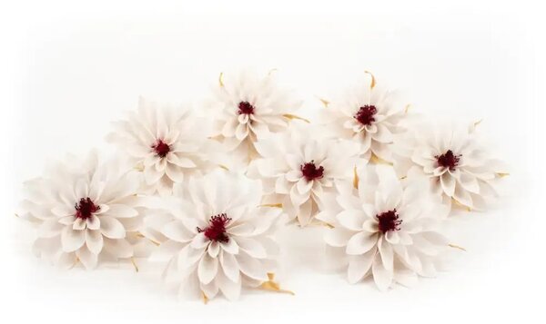 Stabilizované kvety Dahlia - biele
