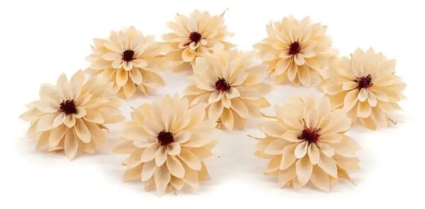 Stabilizované kvety Dahlia - Champagne