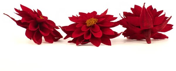 Stabilizované kvety Dahlia - červená