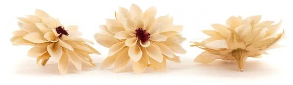 Stabilizované kvety Dahlia - Champagne
