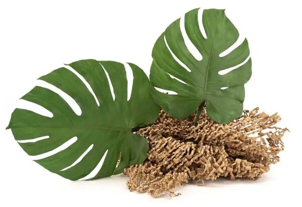 Stabilizovaný list - Monstera