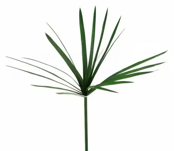 Stabilizovaná rastlina - Papyrus - zelená