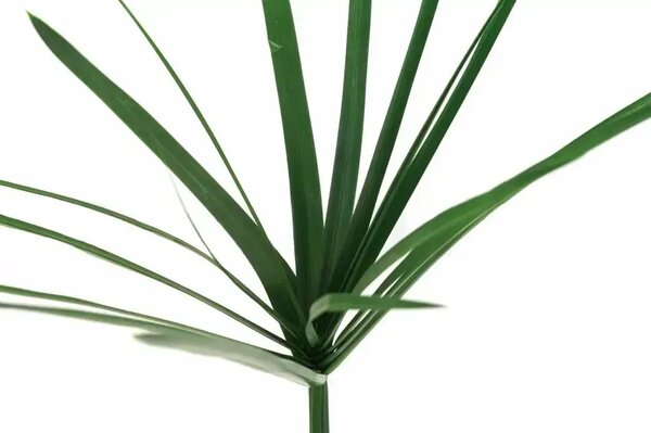 Stabilizovaná rastlina - Papyrus - zelená
