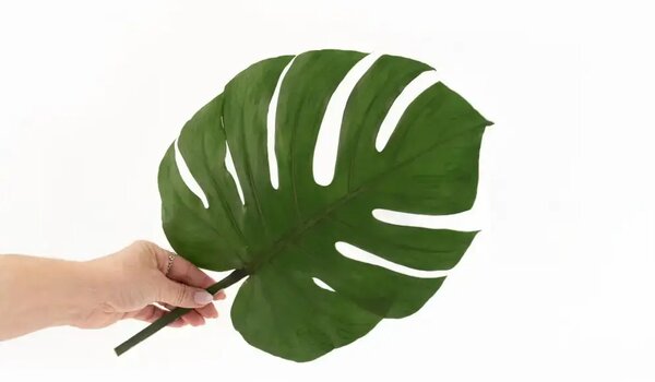 Stabilizovaný list - Monstera